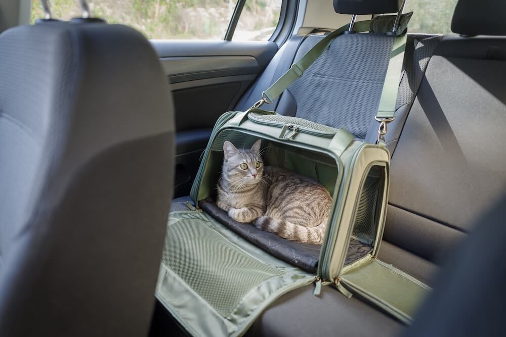 Transporting Your Cat | Anchor Animal Hospital